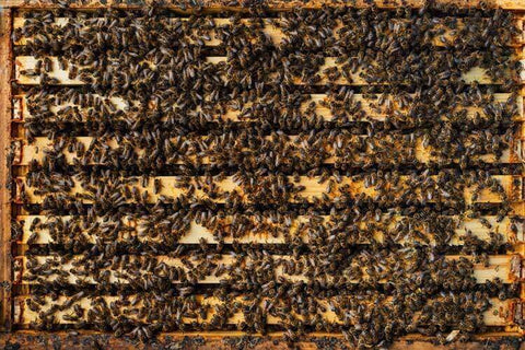 Die Welt der Bienen: Arten, Rollen und Völker